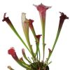 Przykladowe oferowane sztuki/ egzemplary plants 